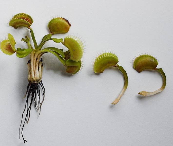 Венерина мухоловка: выращиваем растение-хищник самостоятельно