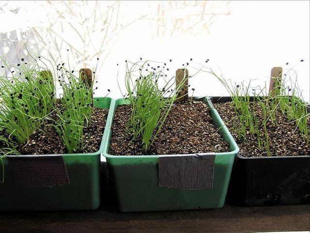 Как вырастить лук из семян на приусадебном участке