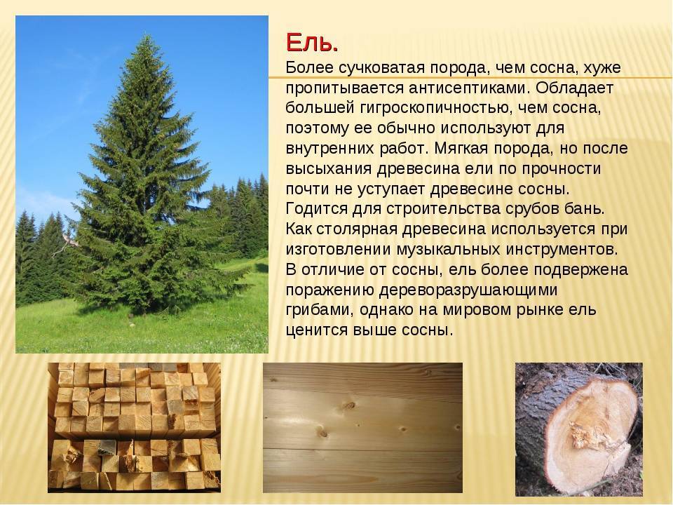 Минусы и плюсы строительства домов из лиственницы