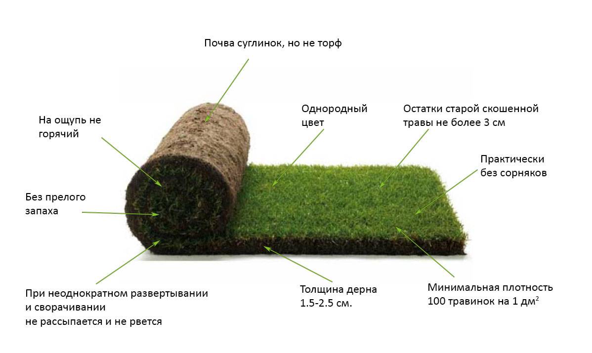 Газонная трава для дачи: выбор для разного климата и особенностей участка