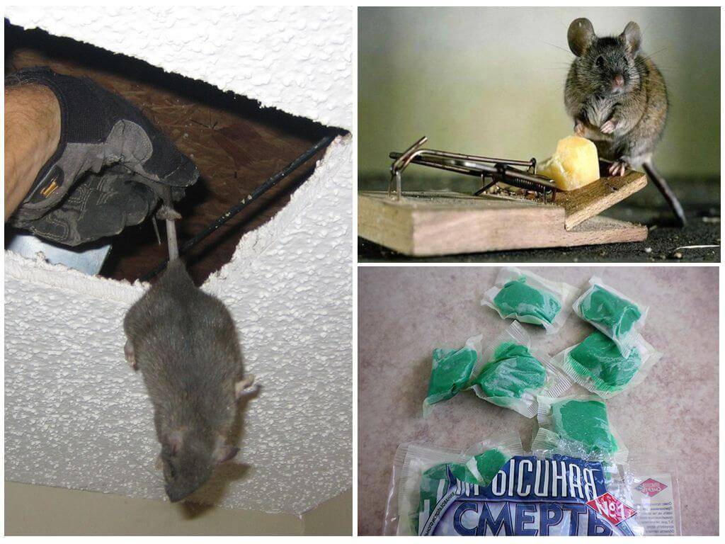 7 лучших способов, как избавиться от мышей в дачном доме навсегда