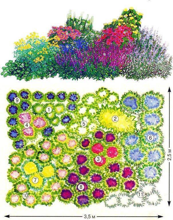 Клумба из многолетников непрерывного цветения схема и фото на солнце