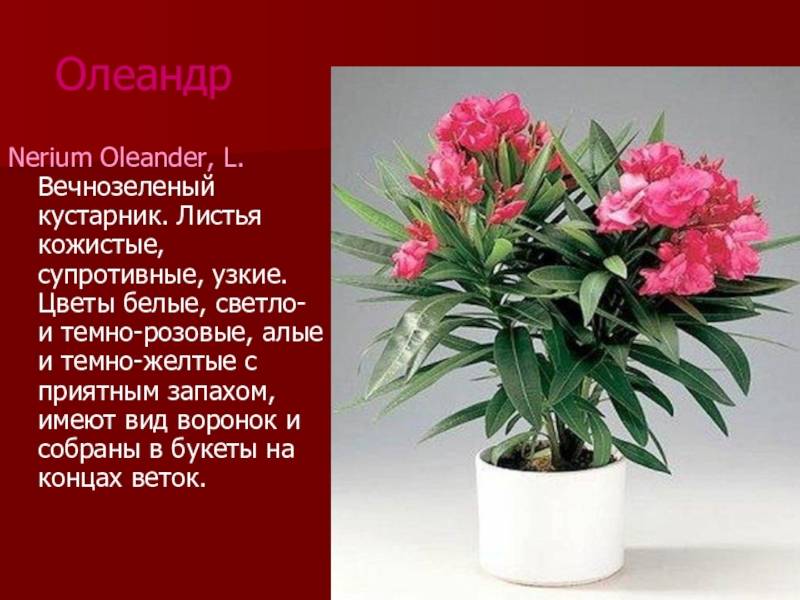 Олеандр: выращивание и уход в домашних условиях. особенности и рекомендации :: syl.ru