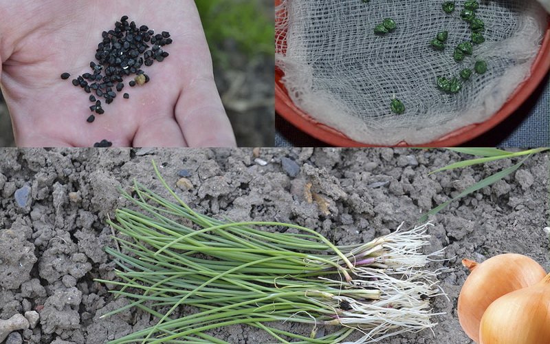 Как вырастить лук из семян за один сезон? лучшие рекомендации и главные советы