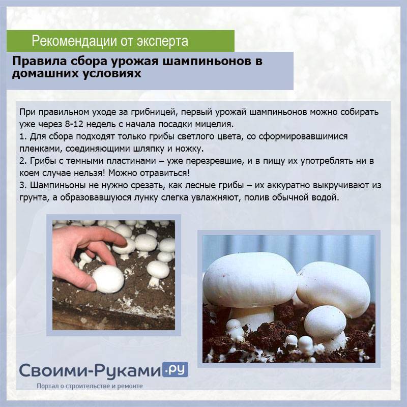 Выращивание грибов на даче и в огороде: способы для новичков