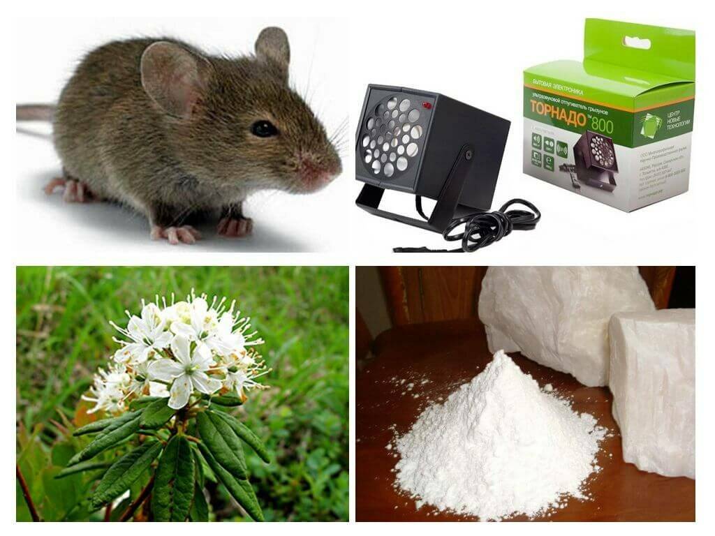 Как избавиться от мышей в частном доме навсегда быстро и эффективно: народные и другие средства