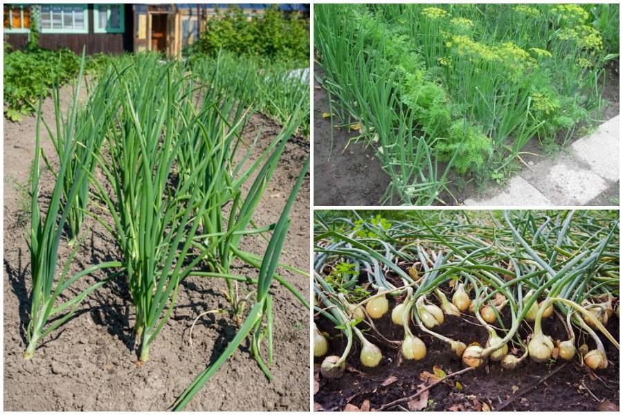 Как вырастить лук из семян | во саду и в огороде
