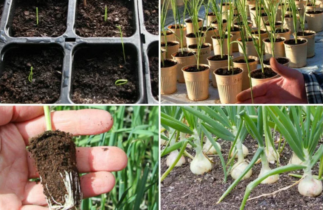 Технология выращивания лука из семян за один сезон