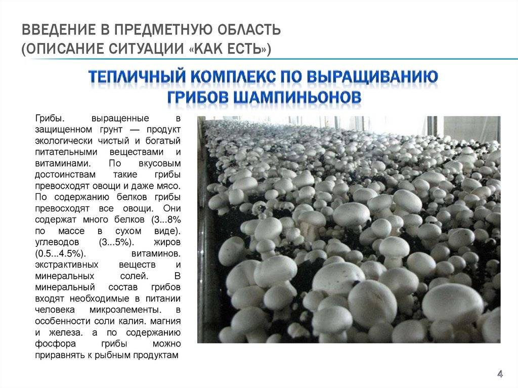 Выращивание грибов в домашних условиях: главные особенности и инструкция для новичков