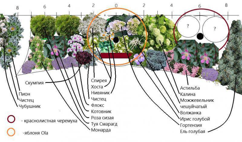 Клумбы из многолетних цветов готовые схемы