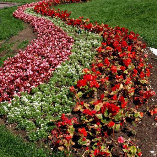 Рабатка своими руками - пример оформления и посадки цветов | сайт о саде, даче и комнатных растениях.