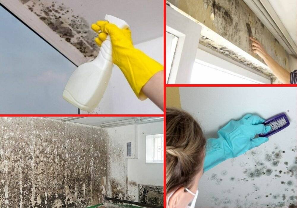 Как избавиться от грибка и удалить плесень в квартире на потолке