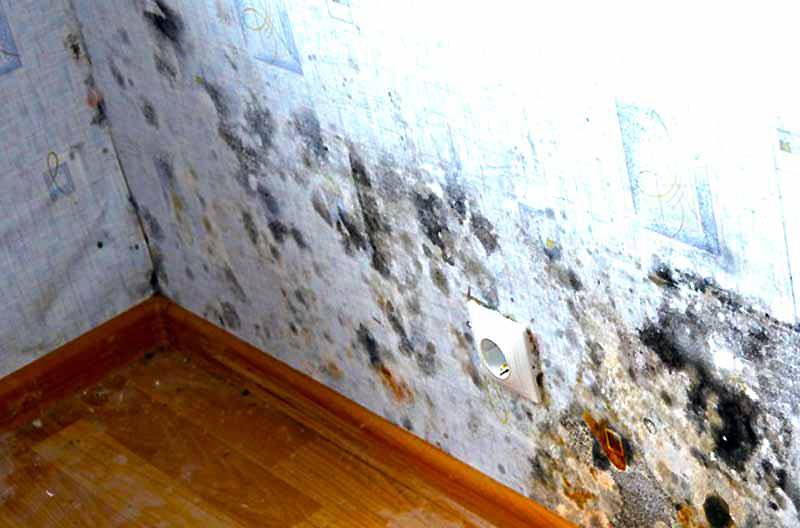 В квартире сыреет стена: причины и что делать