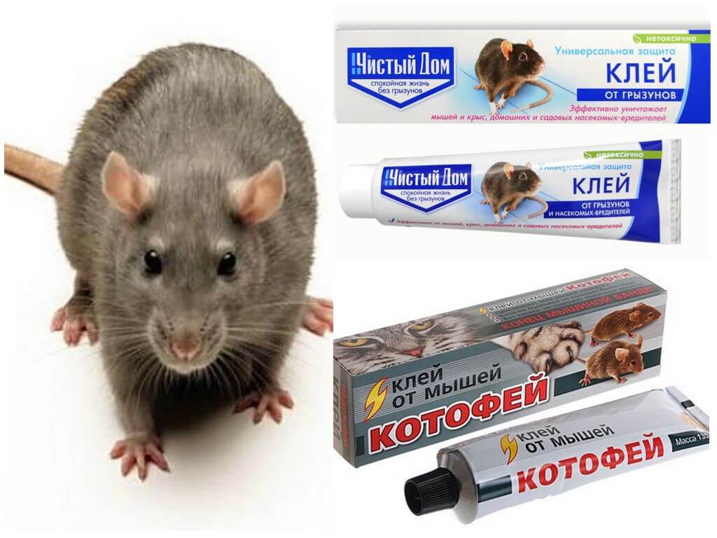 Топ-10 лучших средств от мышей и крыс в частном доме: боремся с грызунами эффективно! +отзывы