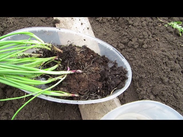 Как вырастить лук из семян за один год