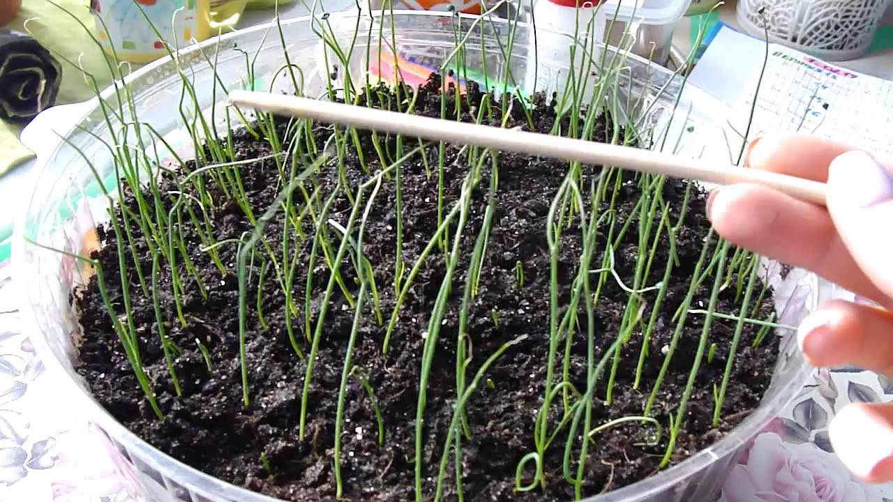 Луковые секреты. выращивание лука из семян