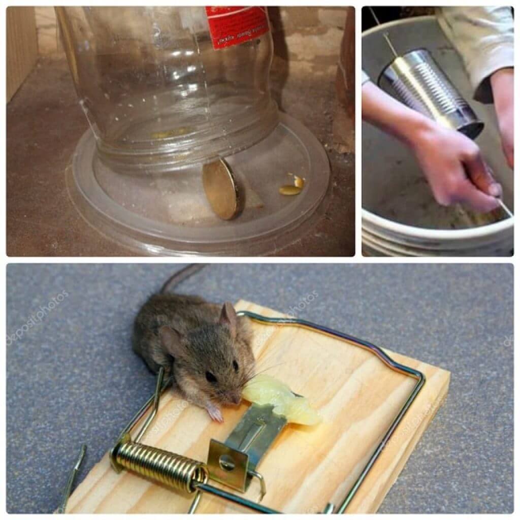 Как я избавился от мышей в доме из бруса: личный опыт и инструкция по выведению мышей