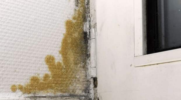 Самые эффективные способы избавиться от плесени на стенах в частном доме: 50 фото