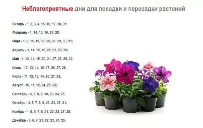 Как правильно пересаживать комнатные цветы в горшках