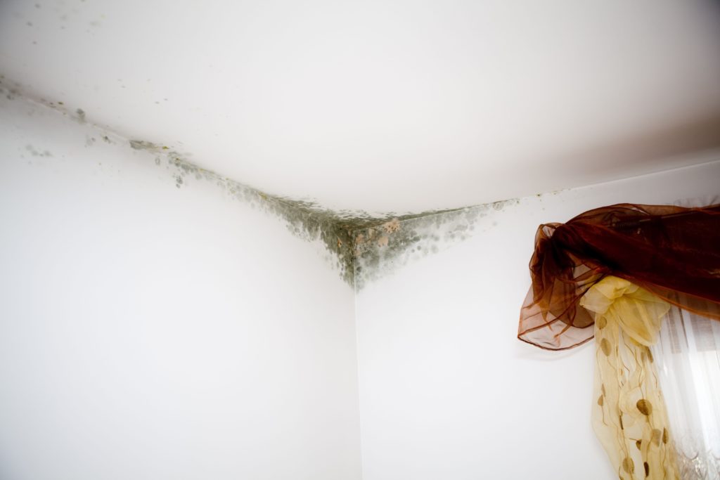 Как избавиться от плесени на стенах в частном доме