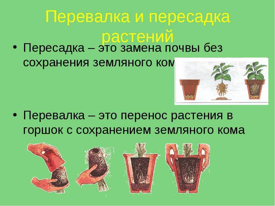 Весенняя пересадка комнатных растений