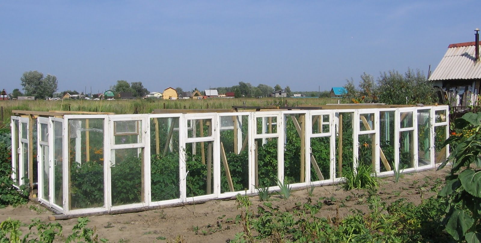 Теплица из старых оконных рам своими руками фото