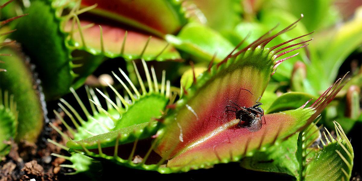 Характеристика растения-убийцы венерины мухоловки