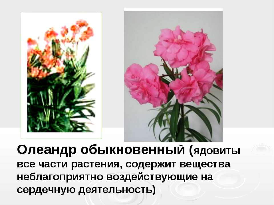 Цветок олеандр: выращивание и уход в домашних условиях, фото