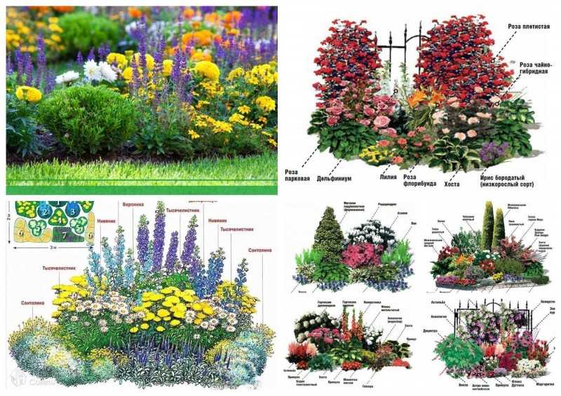 Как оформить клумбу из многолетников и декоративных цветов, чтобы цвела все лето: схема для ландшафтного дизайна с названиями
 - 23 фото