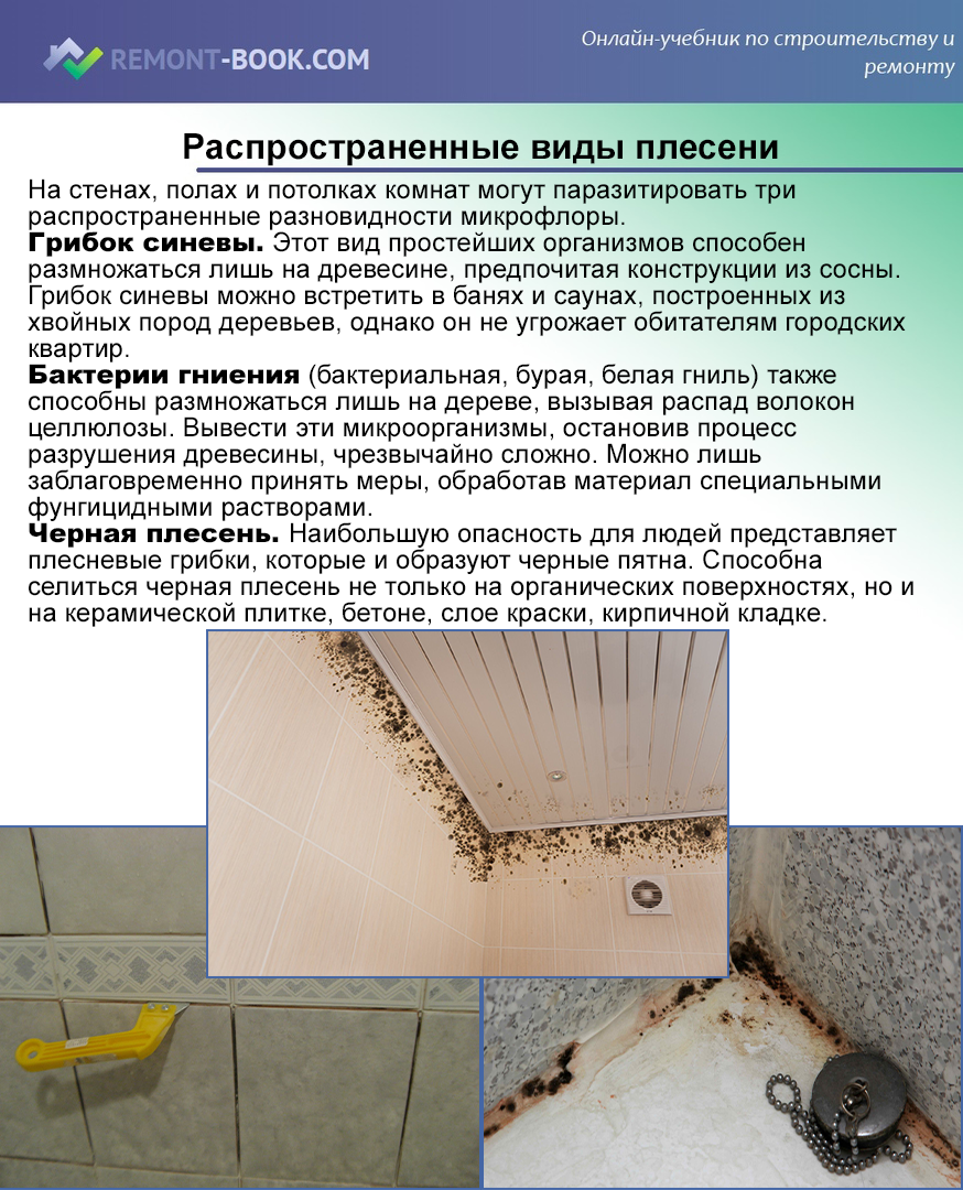 Черная плесень на стенах: как избавиться самостоятельно от напасти - samvsestroy.ru