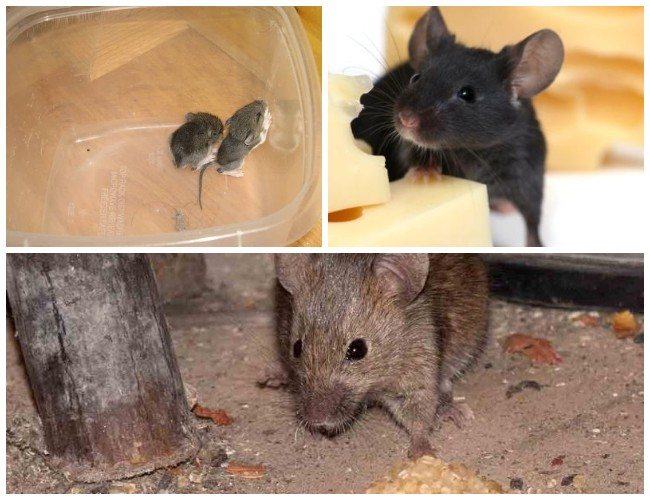 Какой утеплитель не грызут мыши и крысы: обзор материалов, устойчивых к грызунам