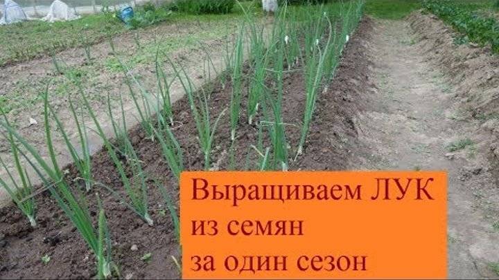 Особенности выращивания лука из семян за один сезон