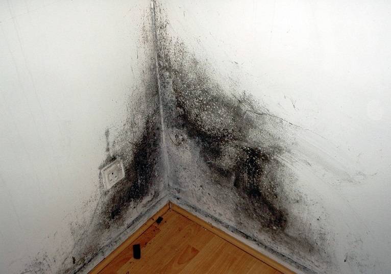 Что делать если сыреет стена в квартире