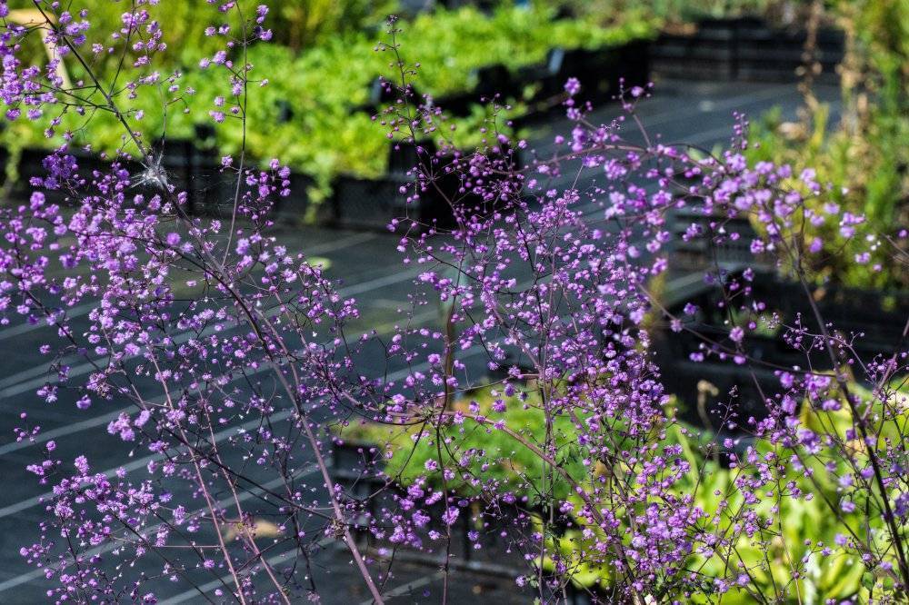 Василистник: посадка и уход, сорта, выращивание из семян + фото в саду