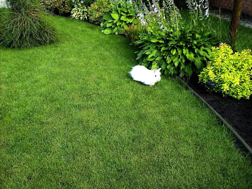 Партерный газон – зеленый оазис совершенства на вашем загородном участке